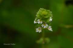 Euphrasia platyphylla